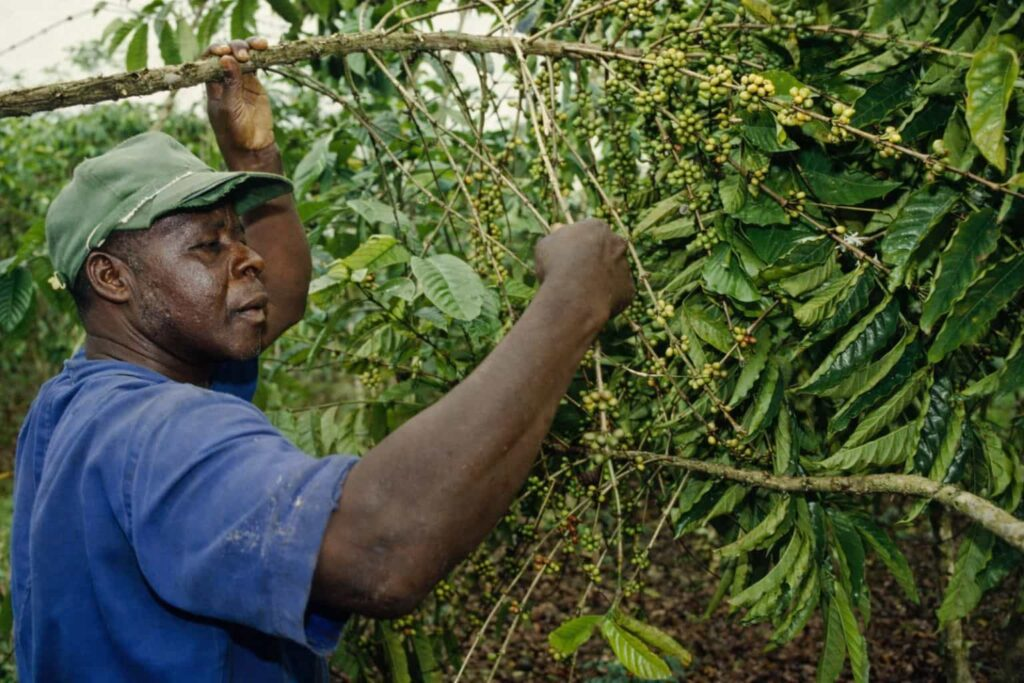 "Farmer harvesting ripe coffee cherries on a coffee plantation, highlighting the sustainable farming practices behind high-quality Specialty Coffee production."